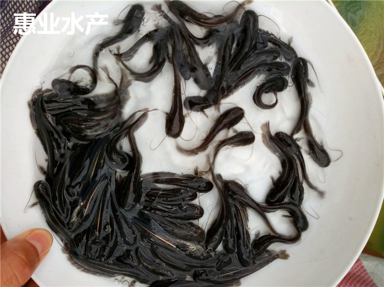 南方杂交大口鲶苗