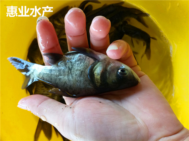缩骨大头鱼苗