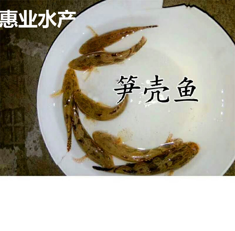 笋壳鱼