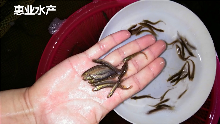 台湾泥鳅苗