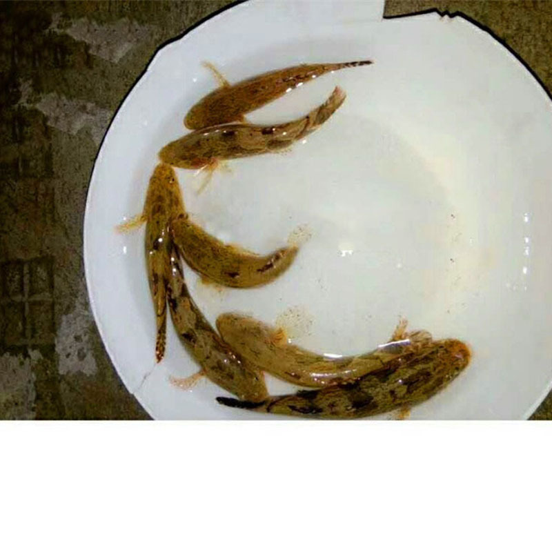 19295193061_1634210741.jpg